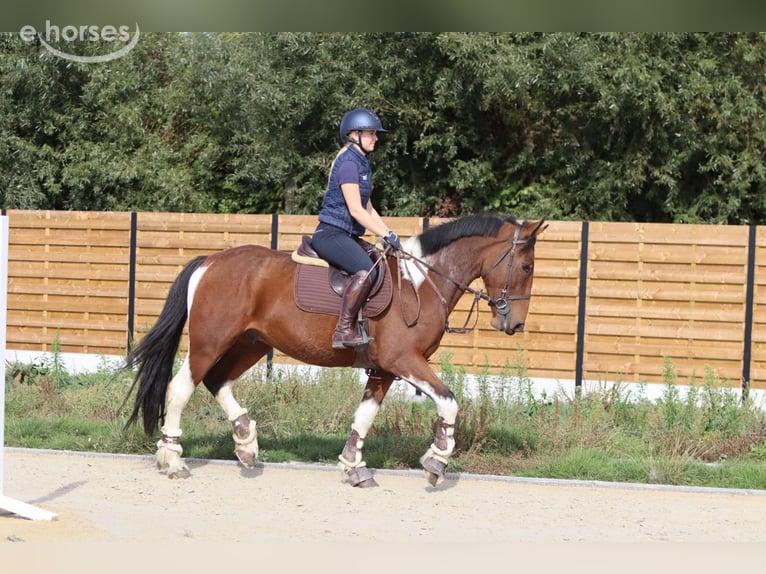 Caballo de deporte irlandés Caballo castrado 4 años 160 cm Pío in Pepingen