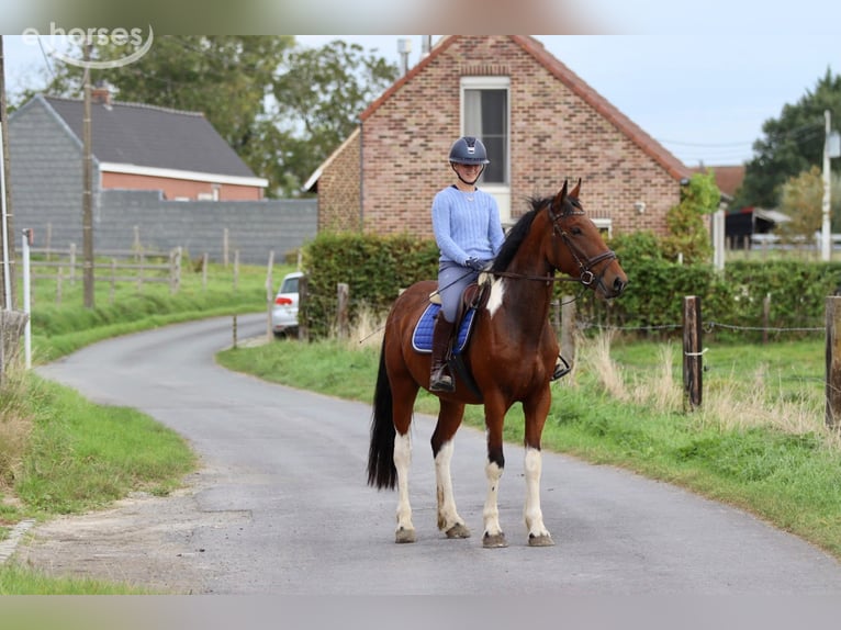 Caballo de deporte irlandés Caballo castrado 4 años 160 cm Pío in Pepingen