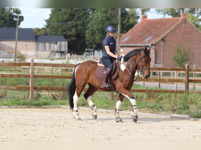 Caballo de deporte irlandés Caballo castrado 4 años 160 cm Pío in Pepingen