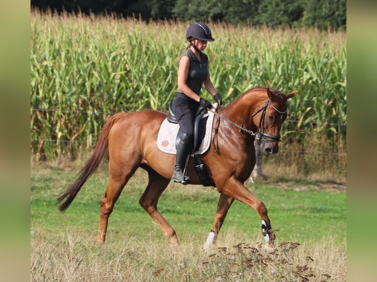 Caballo de deporte irlandés Mestizo Caballo castrado 4 años 162 cm Alazán in Uelsen