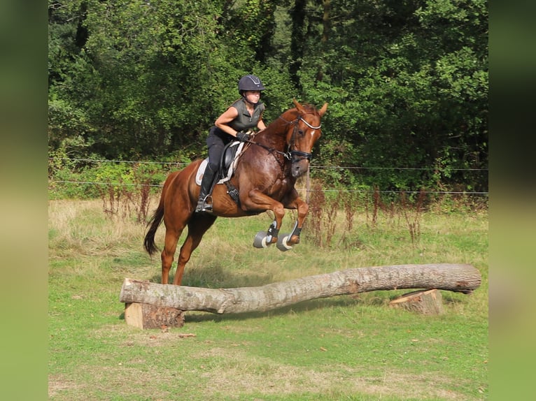 Caballo de deporte irlandés Mestizo Caballo castrado 4 años 162 cm Alazán in Uelsen