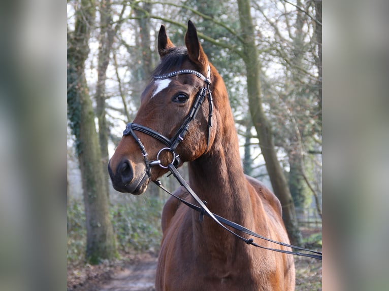 Caballo de deporte irlandés Caballo castrado 4 años 162 cm Castaño in Wachtendonk