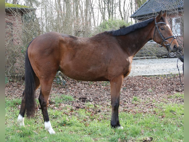 Caballo de deporte irlandés Caballo castrado 4 años 162 cm Castaño in Wachtendonk