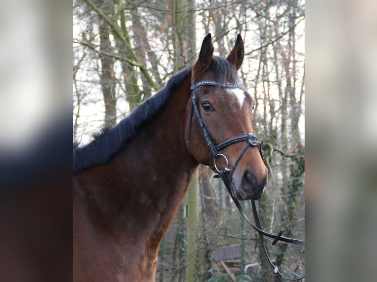 Caballo de deporte irlandés Caballo castrado 4 años 162 cm Castaño in Wachtendonk