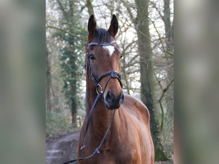 Caballo de deporte irlandés Caballo castrado 4 años 162 cm Castaño in Wachtendonk