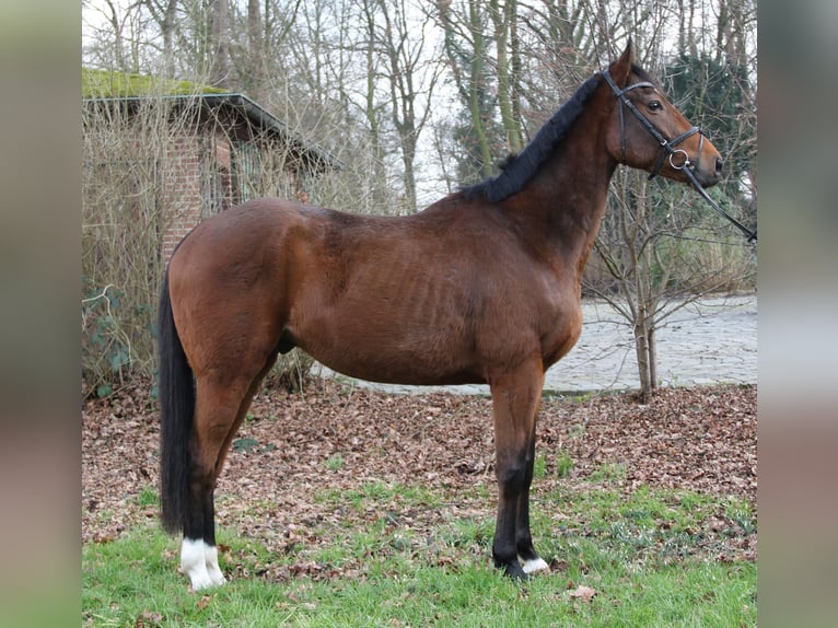 Caballo de deporte irlandés Caballo castrado 4 años 162 cm Castaño in Wachtendonk