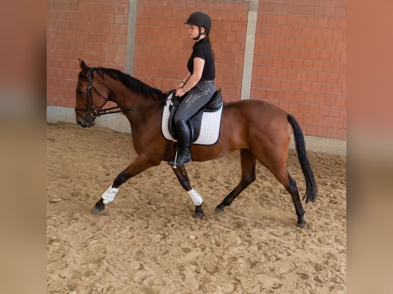 Caballo de deporte irlandés Caballo castrado 4 años 162 cm Castaño in Lage