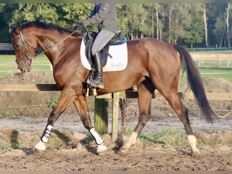 Caballo de deporte irlandés Mestizo Caballo castrado 4 años 162 cm Castaño in Uelsen