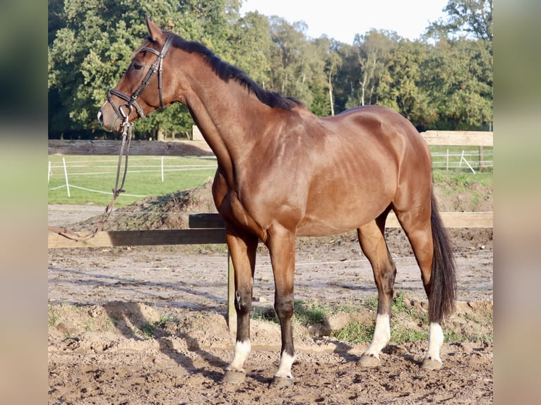 Caballo de deporte irlandés Mestizo Caballo castrado 4 años 162 cm Castaño in Uelsen