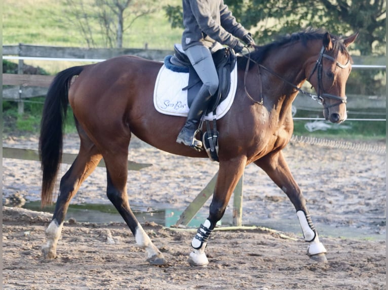 Caballo de deporte irlandés Mestizo Caballo castrado 4 años 162 cm Castaño in Uelsen