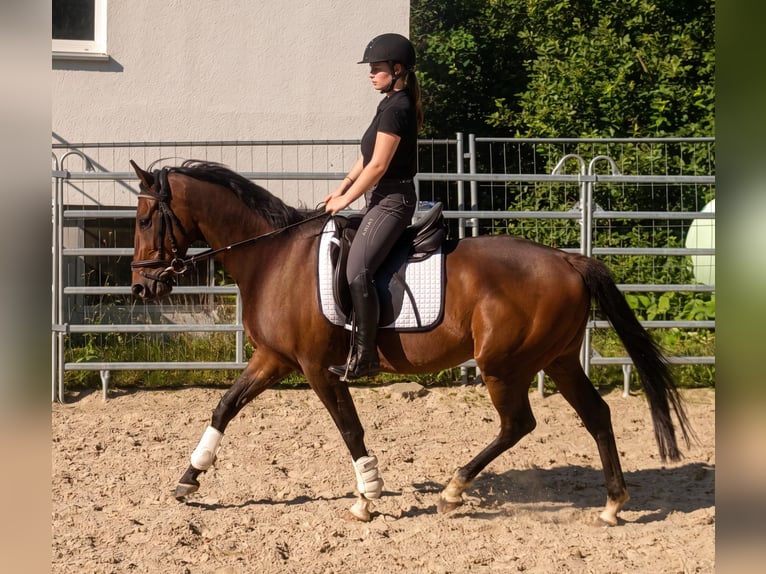 Caballo de deporte irlandés Caballo castrado 4 años 162 cm Castaño in Lage