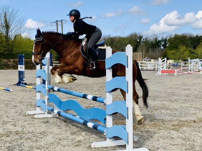 Caballo de deporte irlandés Caballo castrado 4 años 162 cm Castaño in Mountrath