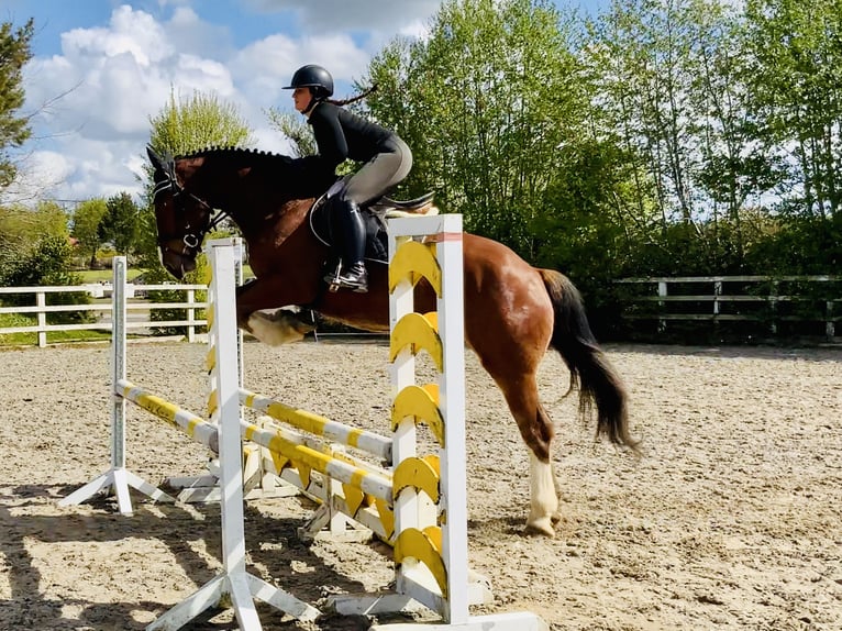 Caballo de deporte irlandés Caballo castrado 4 años 162 cm Castaño in Mountrath