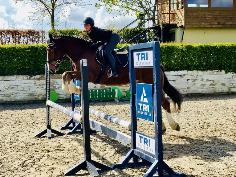 Caballo de deporte irlandés Caballo castrado 4 años 162 cm Castaño in Mountrath