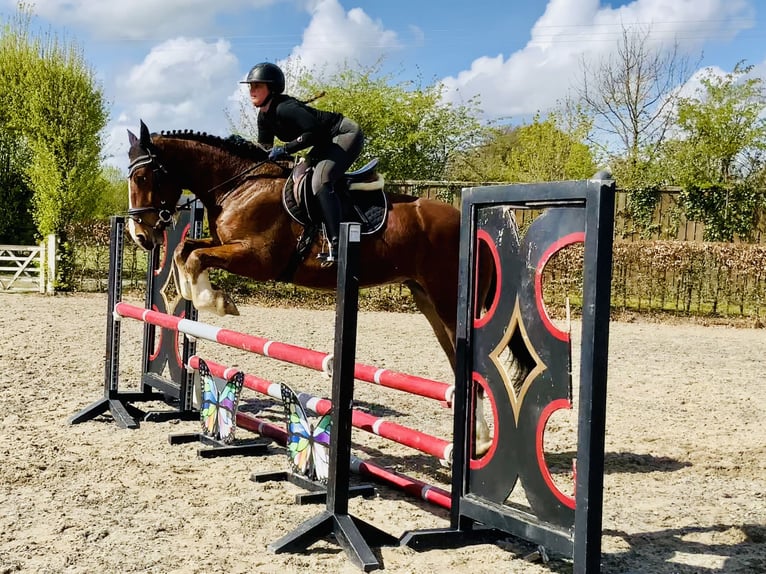 Caballo de deporte irlandés Caballo castrado 4 años 162 cm Castaño in Mountrath