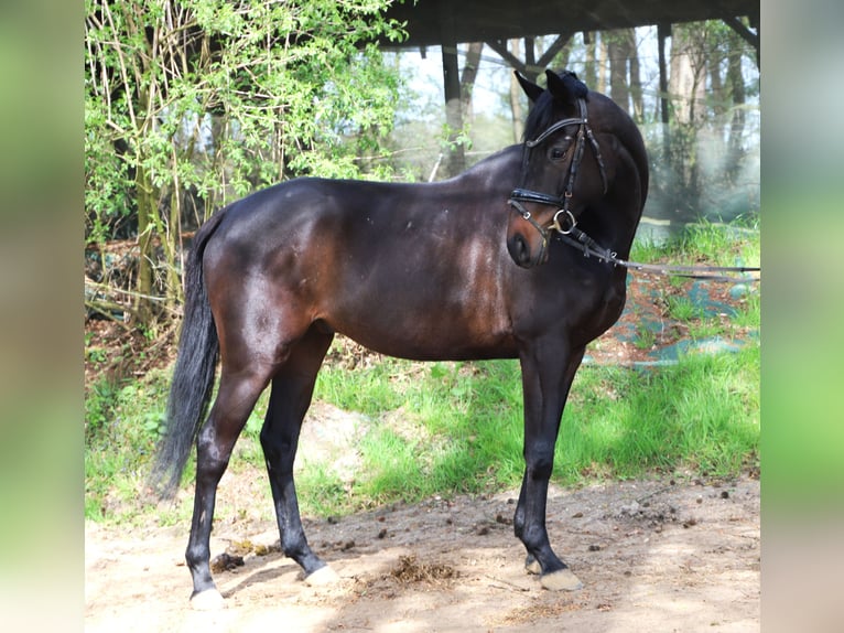 Caballo de deporte irlandés Mestizo Caballo castrado 4 años 162 cm Negro in Uelsen