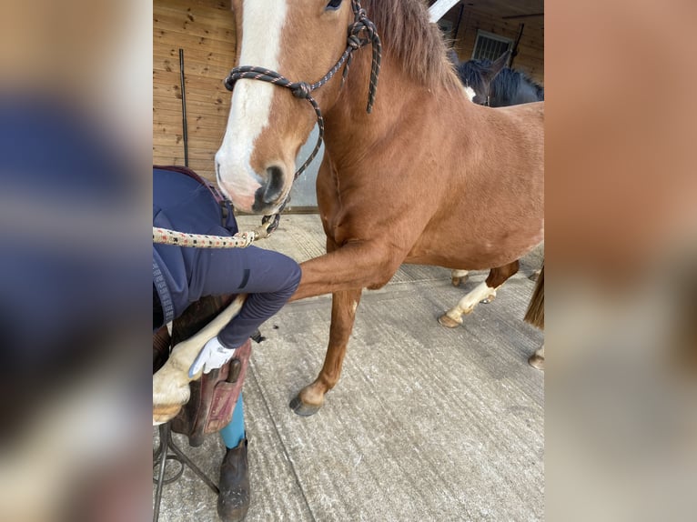 Caballo de deporte irlandés Caballo castrado 4 años 163 cm Alazán in Banbury