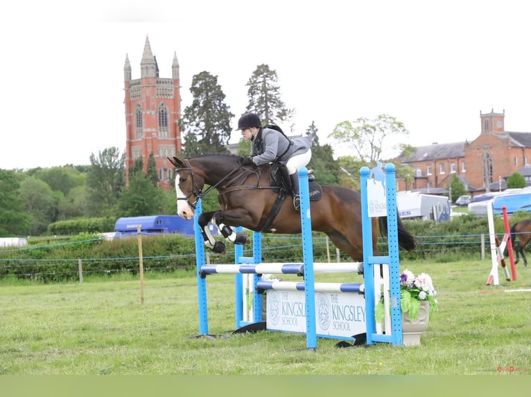 Caballo de deporte irlandés Caballo castrado 4 años 163 cm Alazán in Banbury