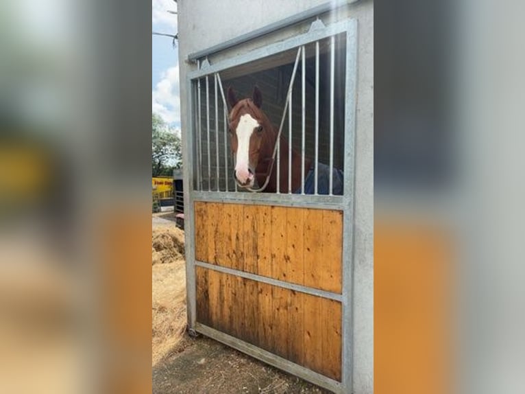 Caballo de deporte irlandés Caballo castrado 4 años 163 cm Alazán in Waterford