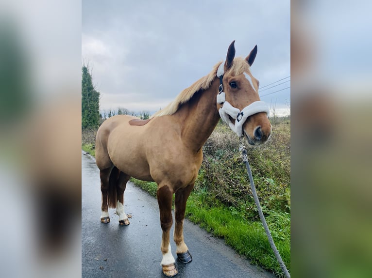 Caballo de deporte irlandés Caballo castrado 4 años 163 cm Alazán-tostado in Sligo