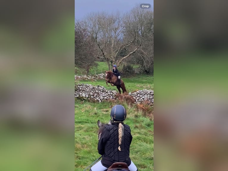 Caballo de deporte irlandés Caballo castrado 4 años 163 cm Alazán-tostado in Sligo