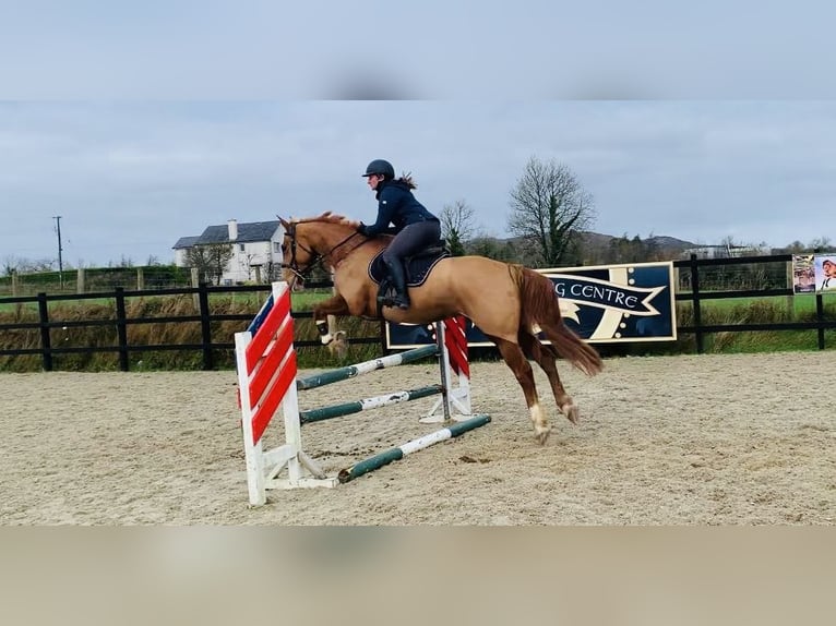 Caballo de deporte irlandés Caballo castrado 4 años 163 cm Alazán-tostado in Sligo