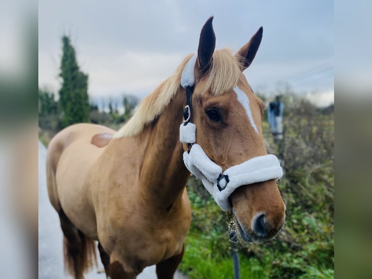 Caballo de deporte irlandés Caballo castrado 4 años 163 cm Alazán-tostado in Sligo