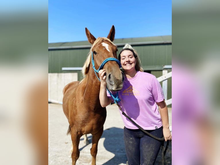 Caballo de deporte irlandés Caballo castrado 4 años 163 cm Alazán-tostado in Sligo