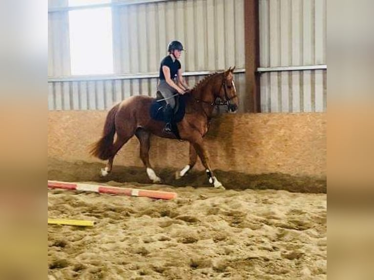 Caballo de deporte irlandés Caballo castrado 4 años 163 cm Alazán-tostado in Sligo