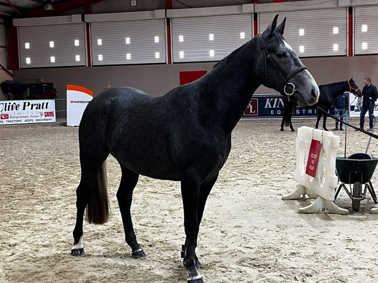 Caballo de deporte irlandés Caballo castrado 4 años 163 cm Tordo in Galway