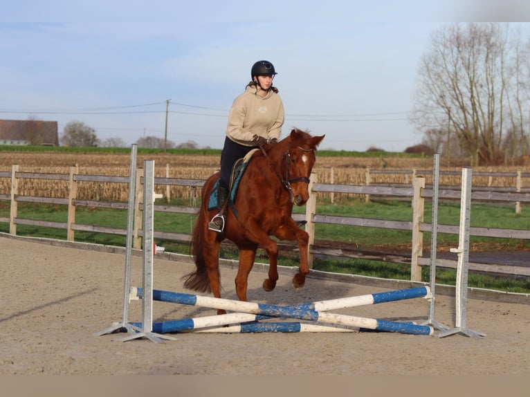 Caballo de deporte irlandés Caballo castrado 4 años 164 cm Alazán-tostado in Bogaarden