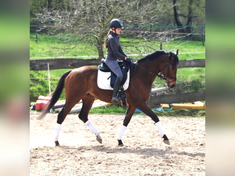 Caballo de deporte irlandés Mestizo Caballo castrado 4 años 164 cm Castaño in Uelsen