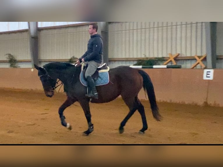 Caballo de deporte irlandés Caballo castrado 4 años 164 cm Castaño in Elze Esbeck