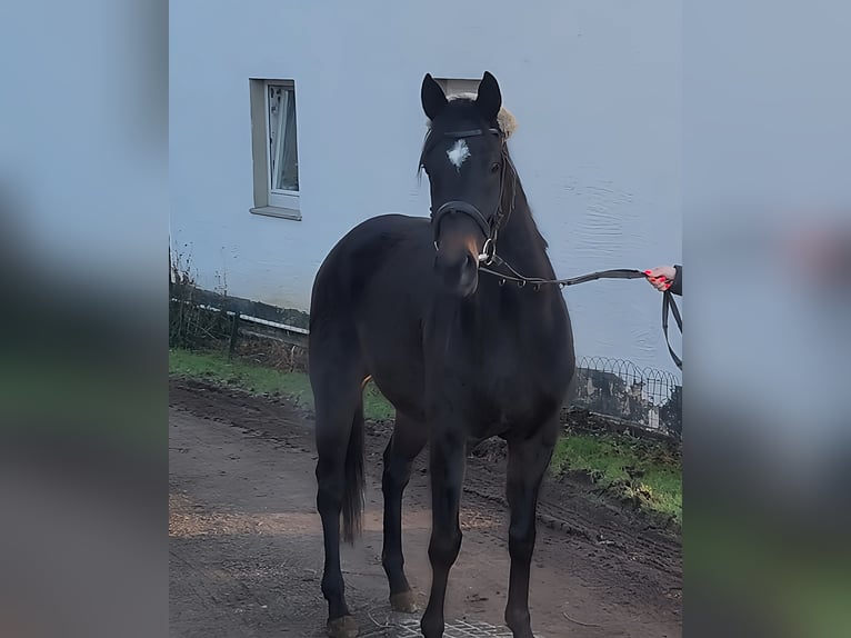 Caballo de deporte irlandés Caballo castrado 4 años 164 cm Negro in Lage