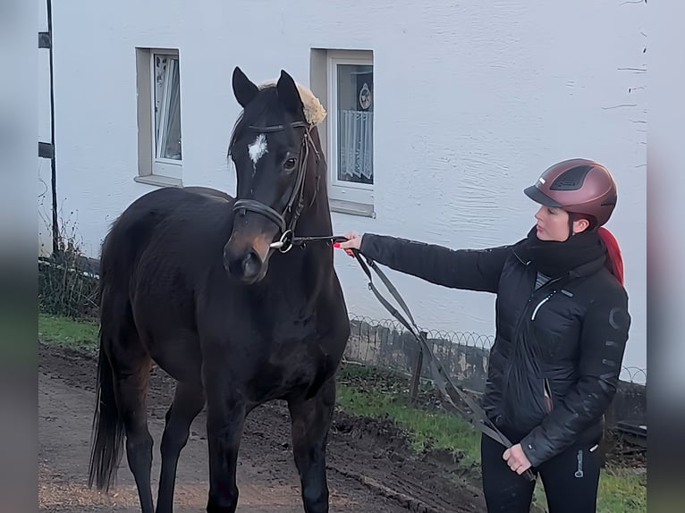 Caballo de deporte irlandés Caballo castrado 4 años 164 cm Negro in Lage