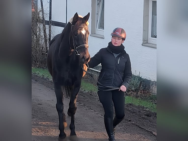 Caballo de deporte irlandés Caballo castrado 4 años 164 cm Negro in Lage