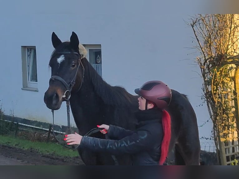 Caballo de deporte irlandés Caballo castrado 4 años 164 cm Negro in Lage