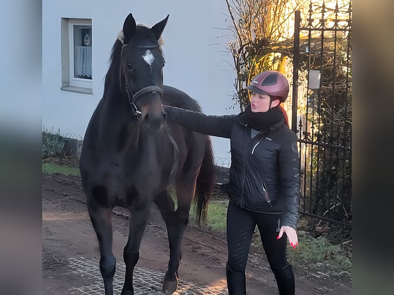 Caballo de deporte irlandés Caballo castrado 4 años 164 cm Negro in Lage