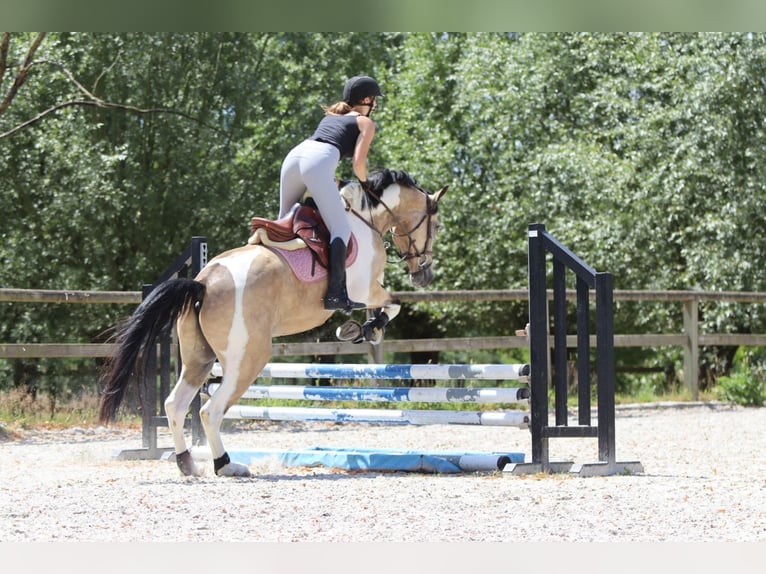 Caballo de deporte irlandés Caballo castrado 4 años 164 cm Pío in Bogaarden