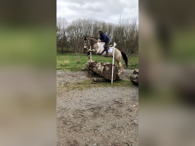 Caballo de deporte irlandés Caballo castrado 4 años 164 cm Pío in Bogaarden
