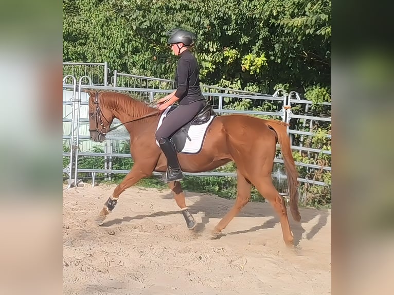 Caballo de deporte irlandés Caballo castrado 4 años 165 cm Alazán in Lage