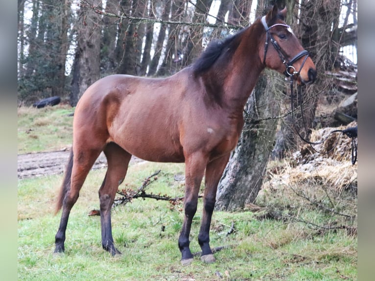 Caballo de deporte irlandés Mestizo Caballo castrado 4 años 165 cm Castaño in Uelsen