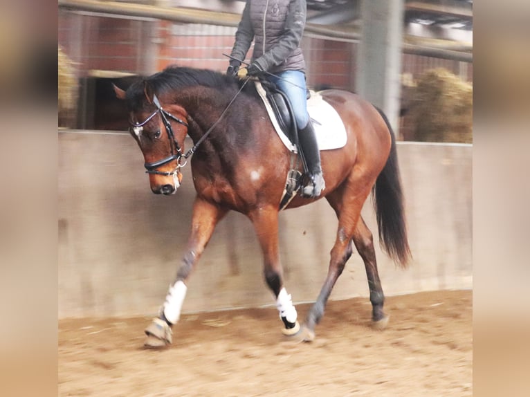 Caballo de deporte irlandés Mestizo Caballo castrado 4 años 165 cm Castaño in Uelsen