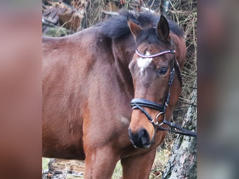 Caballo de deporte irlandés Mestizo Caballo castrado 4 años 165 cm Castaño in Uelsen