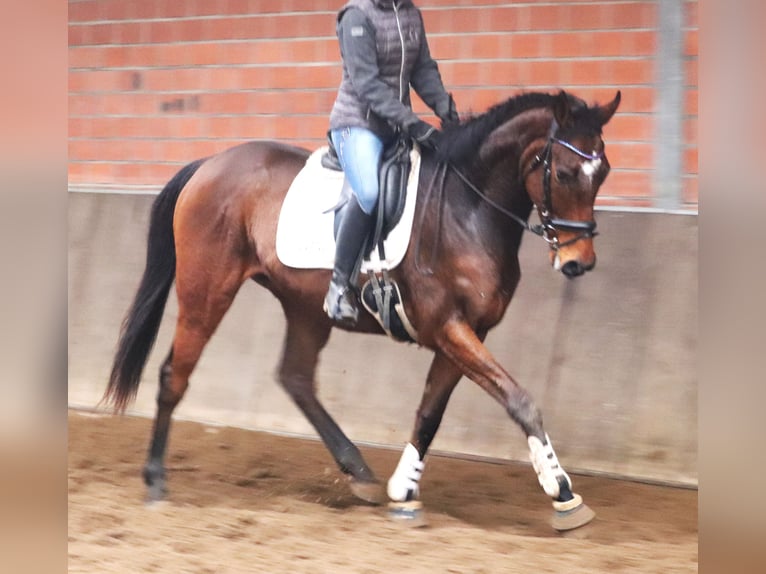 Caballo de deporte irlandés Mestizo Caballo castrado 4 años 165 cm Castaño in Uelsen