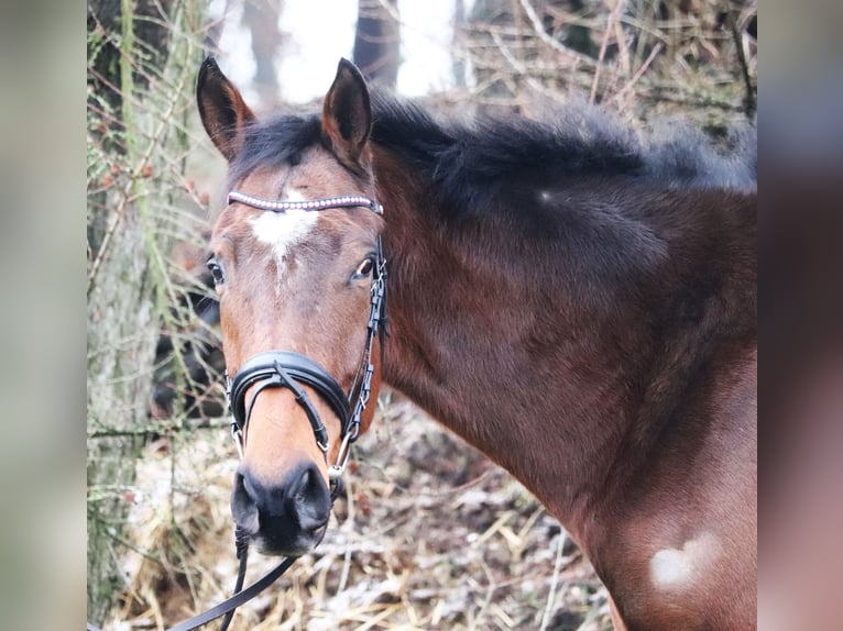 Caballo de deporte irlandés Mestizo Caballo castrado 4 años 165 cm Castaño in Uelsen