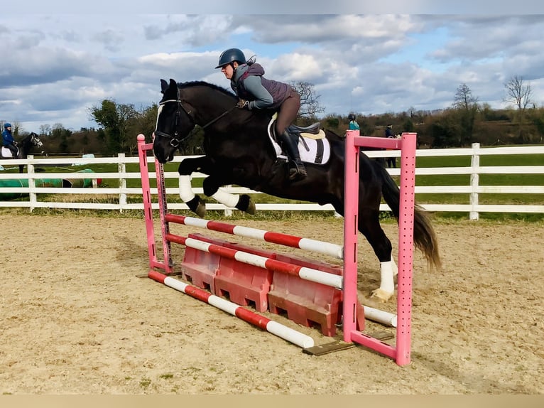 Caballo de deporte irlandés Caballo castrado 4 años 165 cm Negro in Mountrath