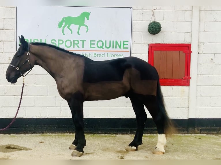 Caballo de deporte irlandés Caballo castrado 4 años 165 cm Negro in Mountrath