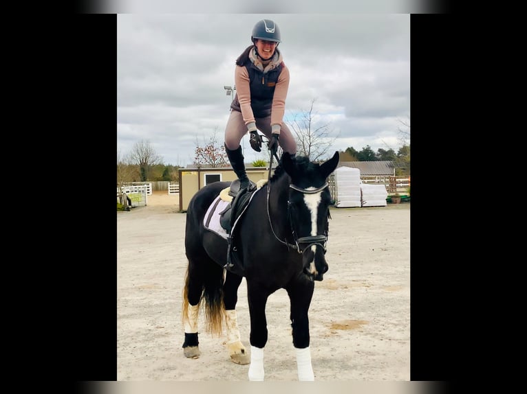 Caballo de deporte irlandés Caballo castrado 4 años 165 cm Negro in Mountrath