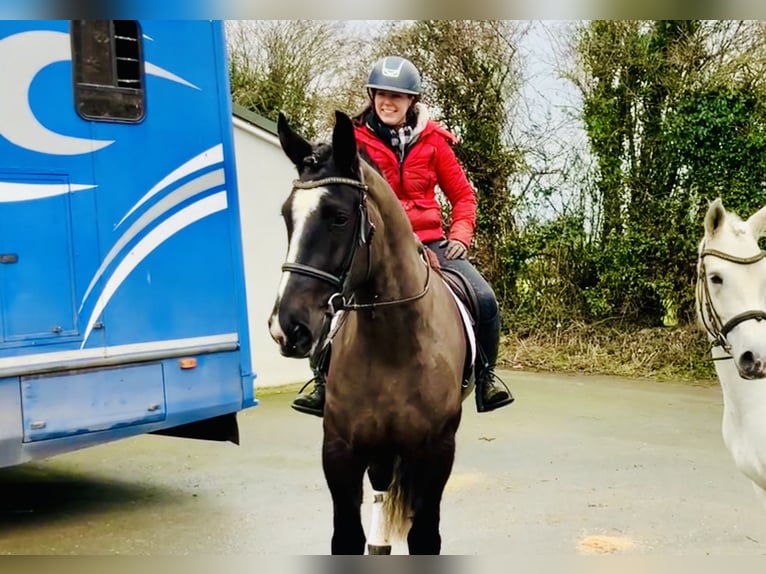 Caballo de deporte irlandés Caballo castrado 4 años 165 cm Negro in Mountrath